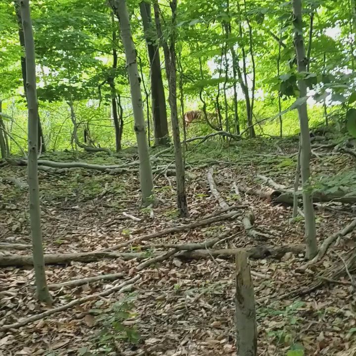 Lake Innisfree - Deer sighting - (7/1/2020) - Lakes Near Me - New Rochelle, New York