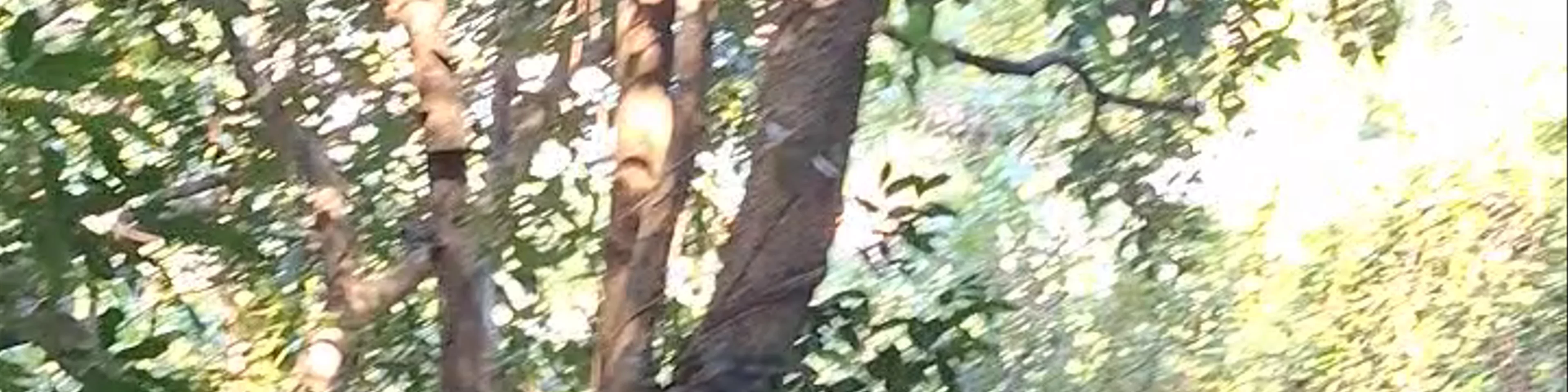 Pak Tam Chung Nature Trail