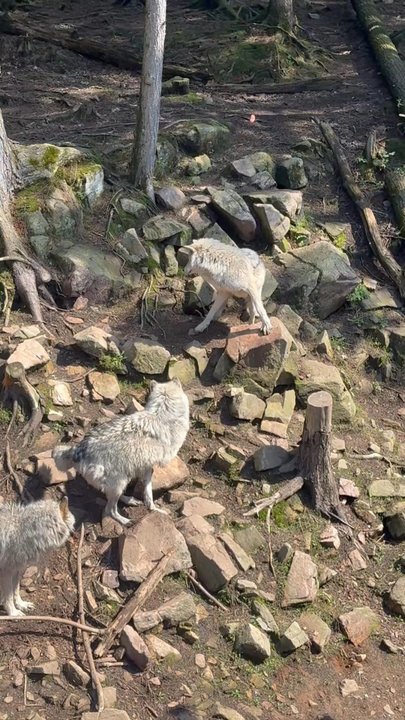 Parc Omega - Zoos Near Me - Montebello, Quebec