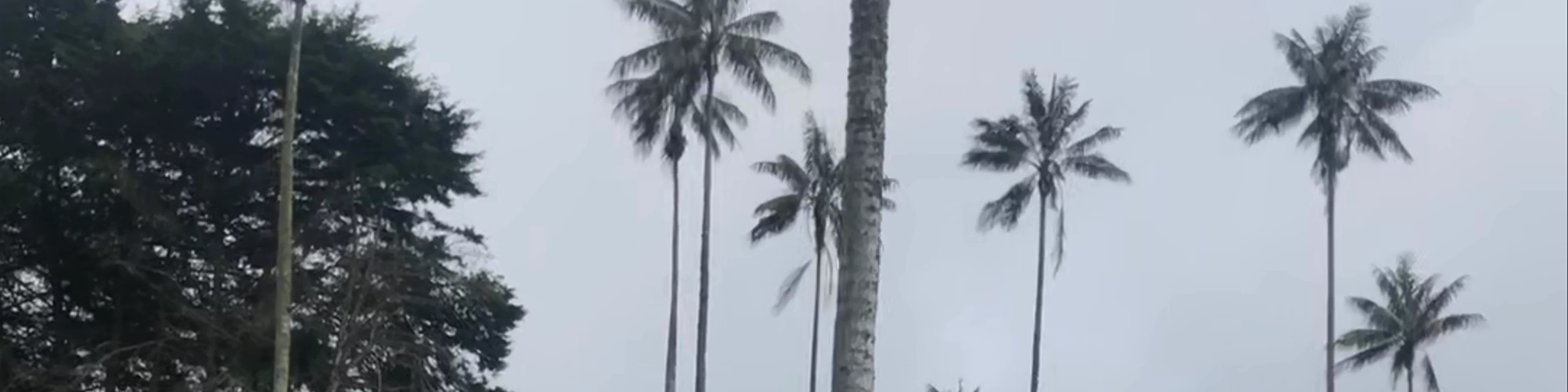 Valle del Cocora