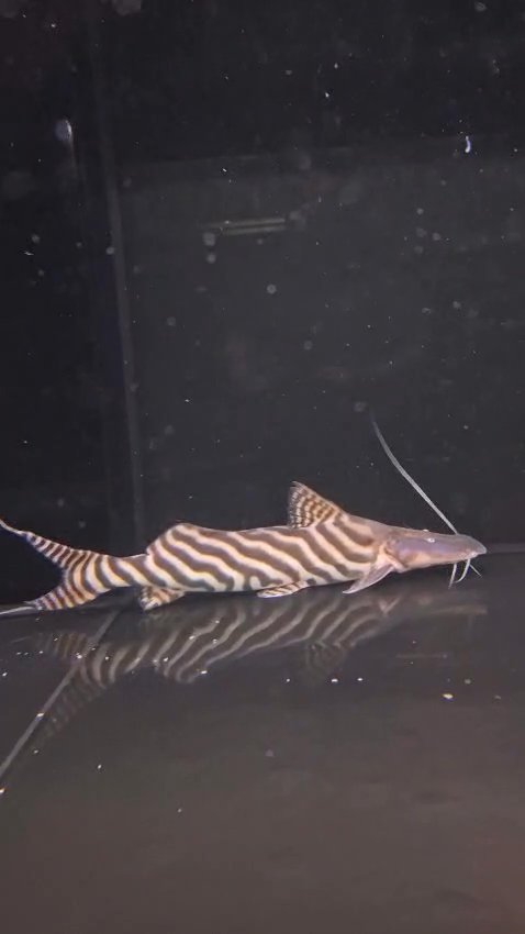Black Diamond Breeder Male 17"