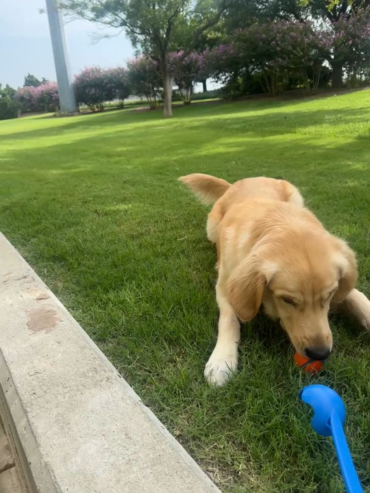 Metropolitan - Big field on the east side of complex, great place to let your dog run! - Apartments Near Me - Oklahoma City, Oklahoma