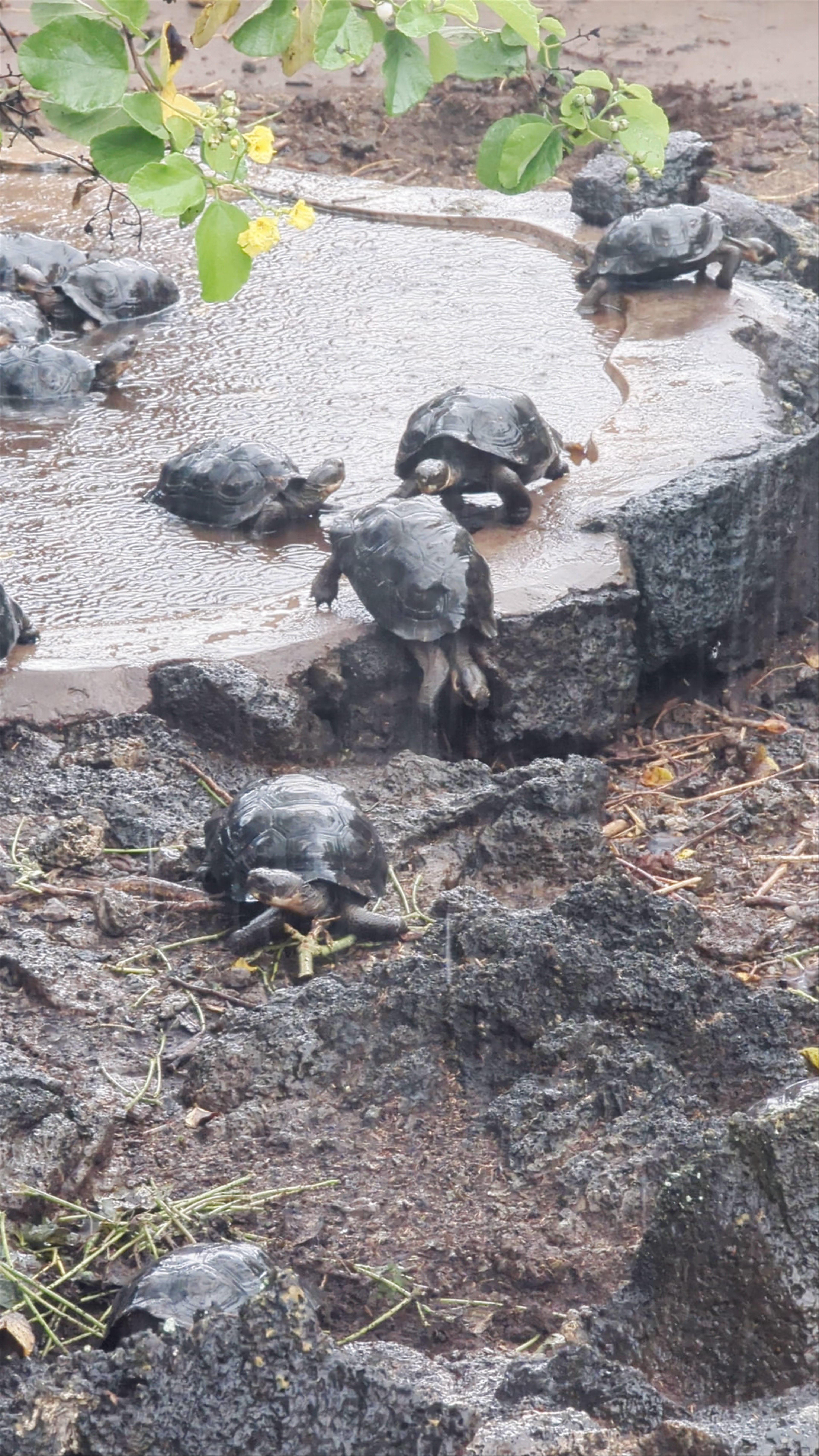 Charles Darwin Research Station