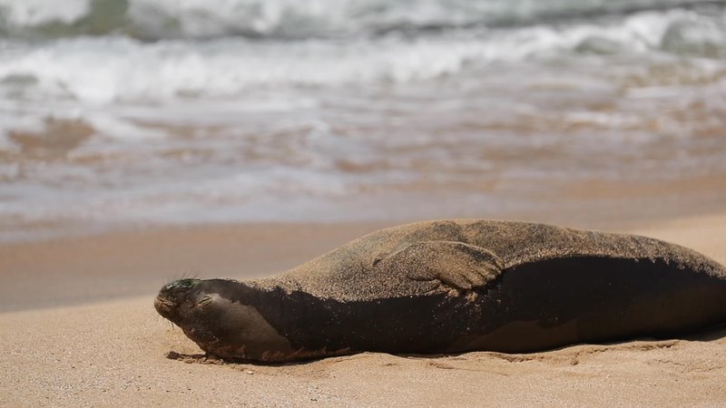 Hawaiian Monk Seal poster