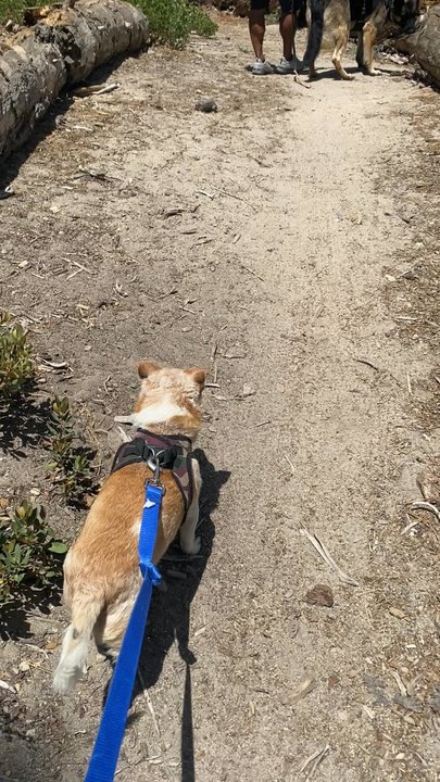 Pine Knot Trail - Peaceful hike with the boys - Hiking Near Me - Big Bear Lake, California