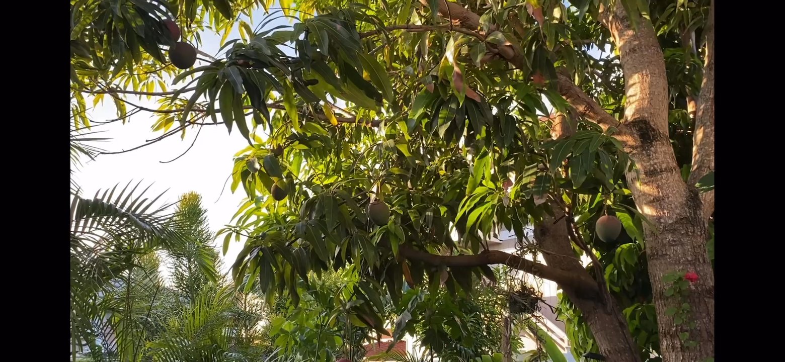 Falcon Services - This is our mango tree in the back of our home before the "makeover". - General Contractors Near Me