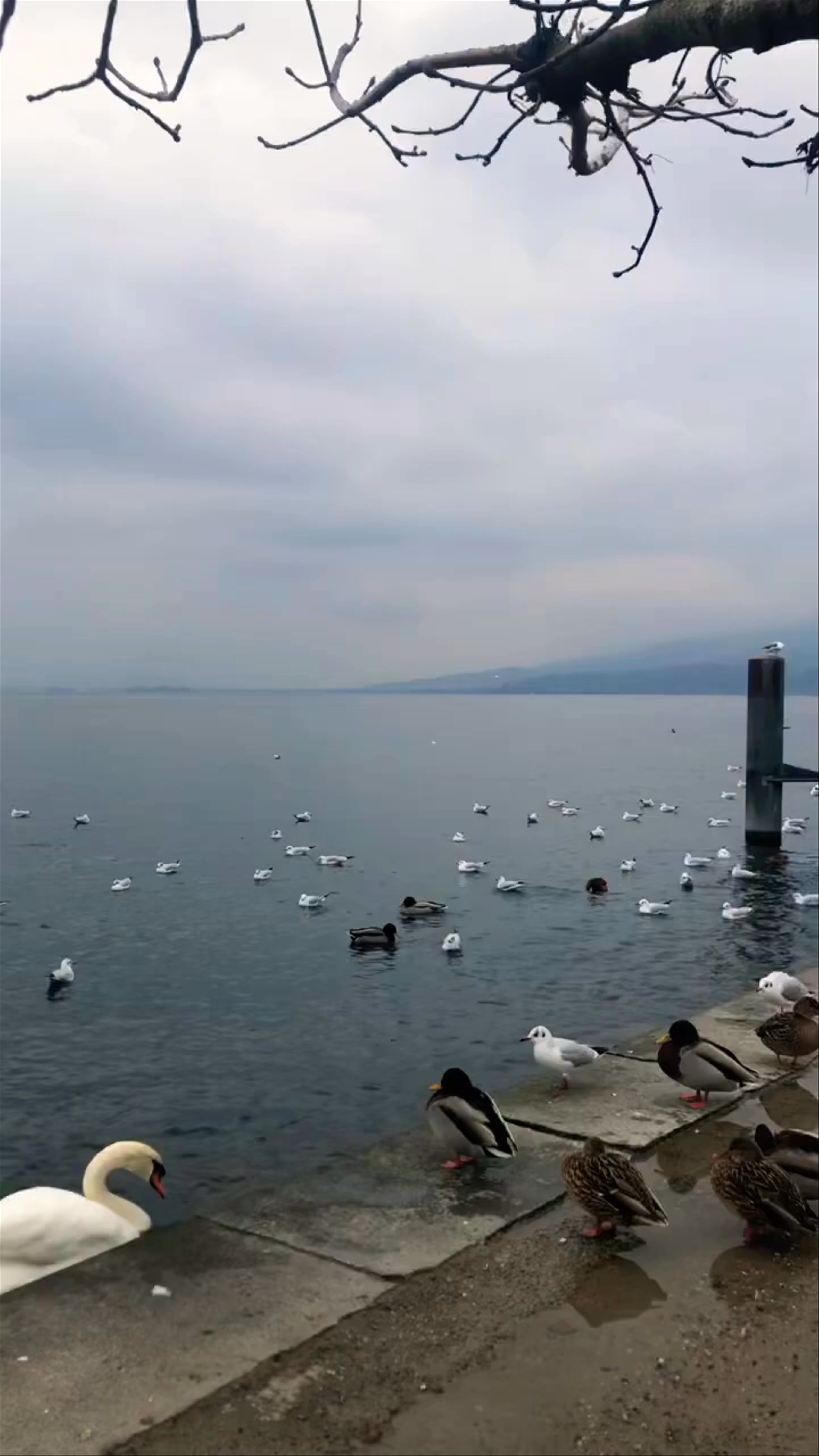 Serene Winter by Lake Zurich with Swans and Waterfowl