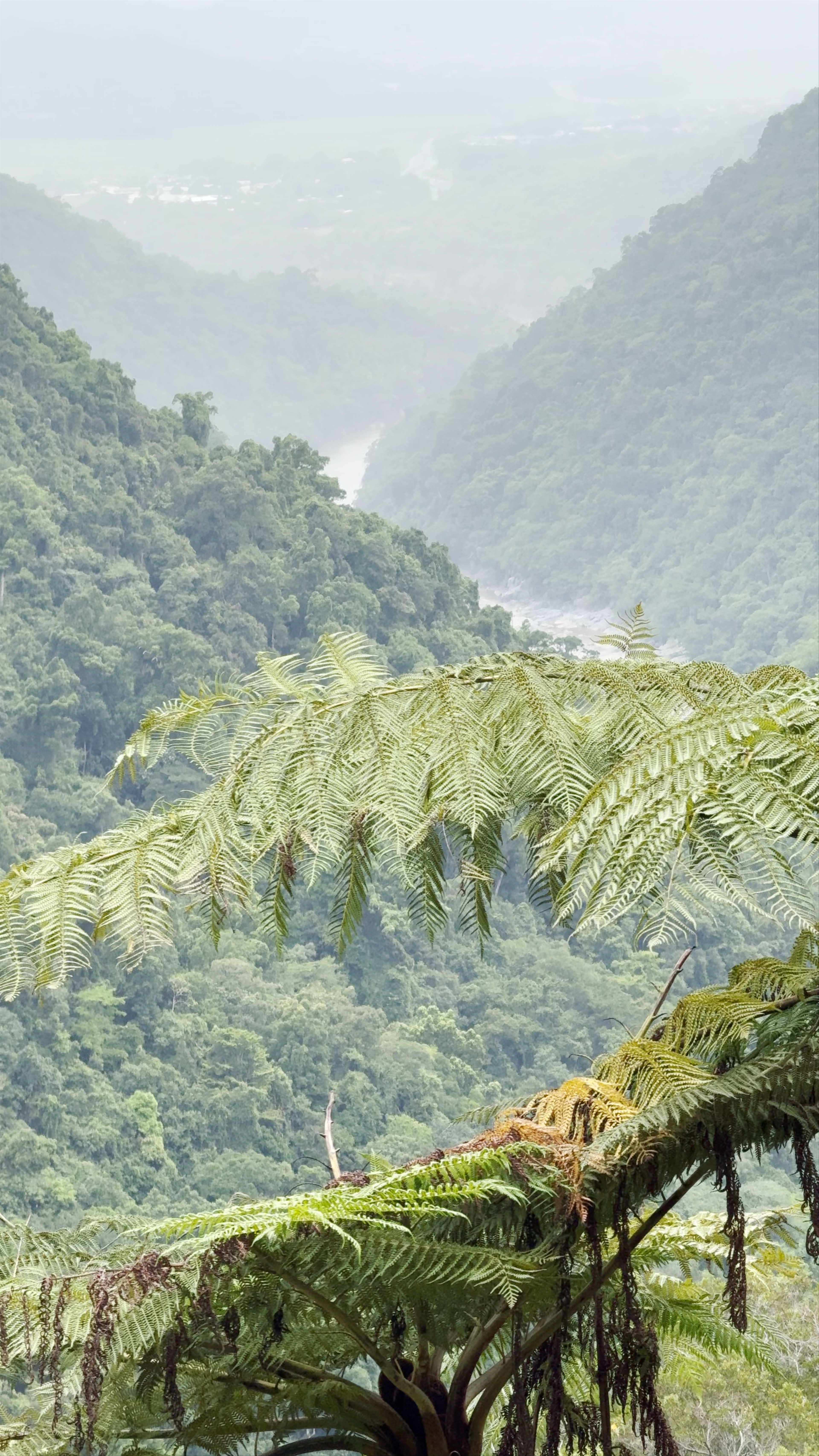 Wrights Lookout: Stunning Rainforest Vistas in Kuranda, Queensland