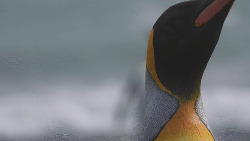 King Penguins in South Georgia animated gif