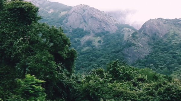 Photo of Nature bliss