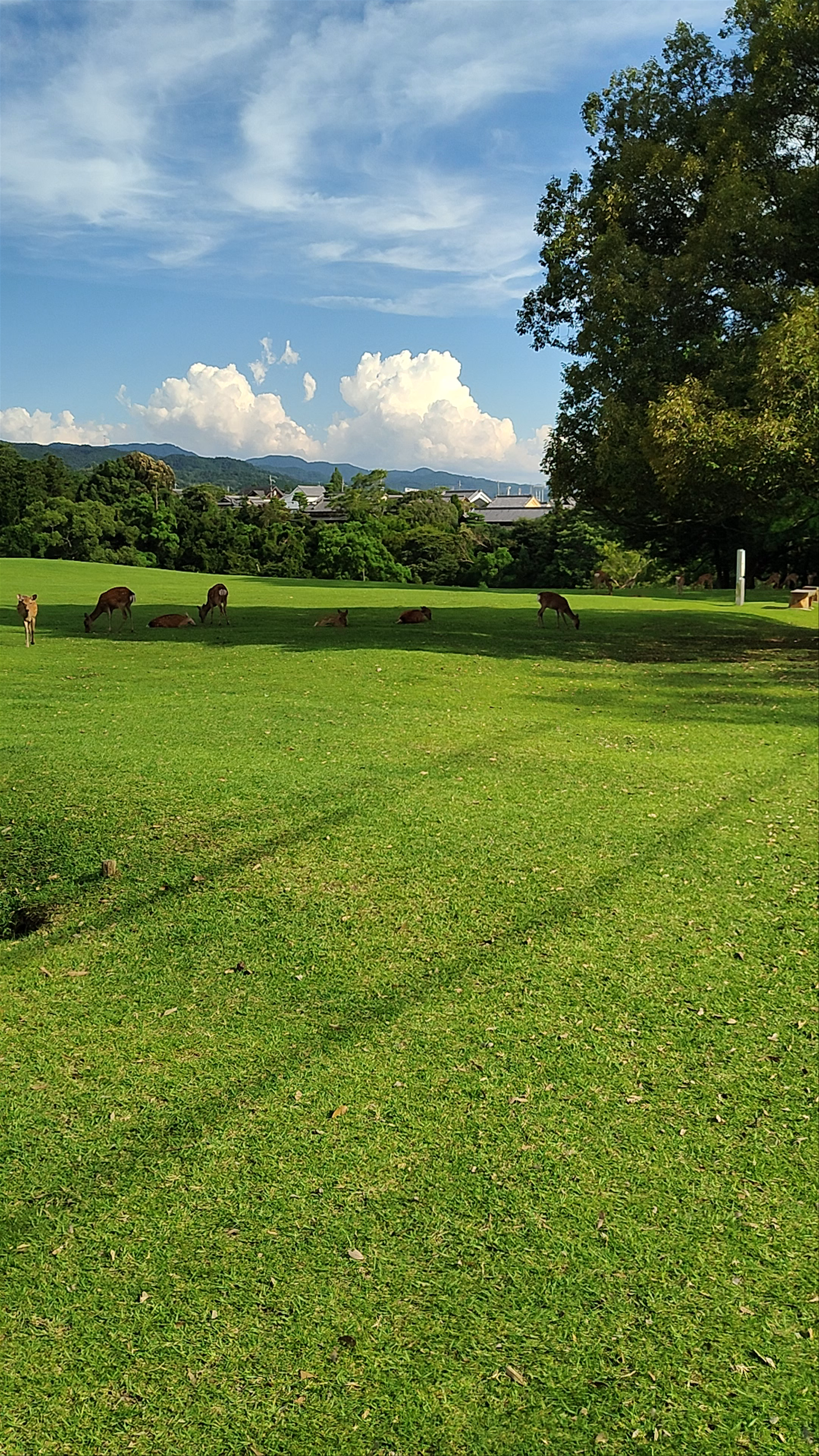 Serene Green Escape at Nara Park, Japan