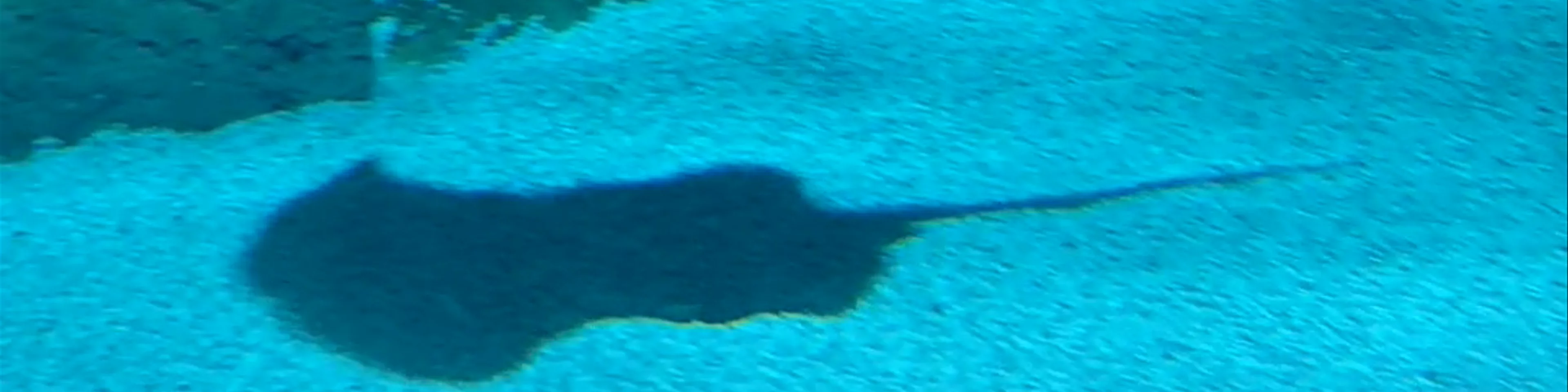 Lanzarote Aquarium