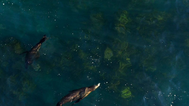 Sea Lions by Drone poster