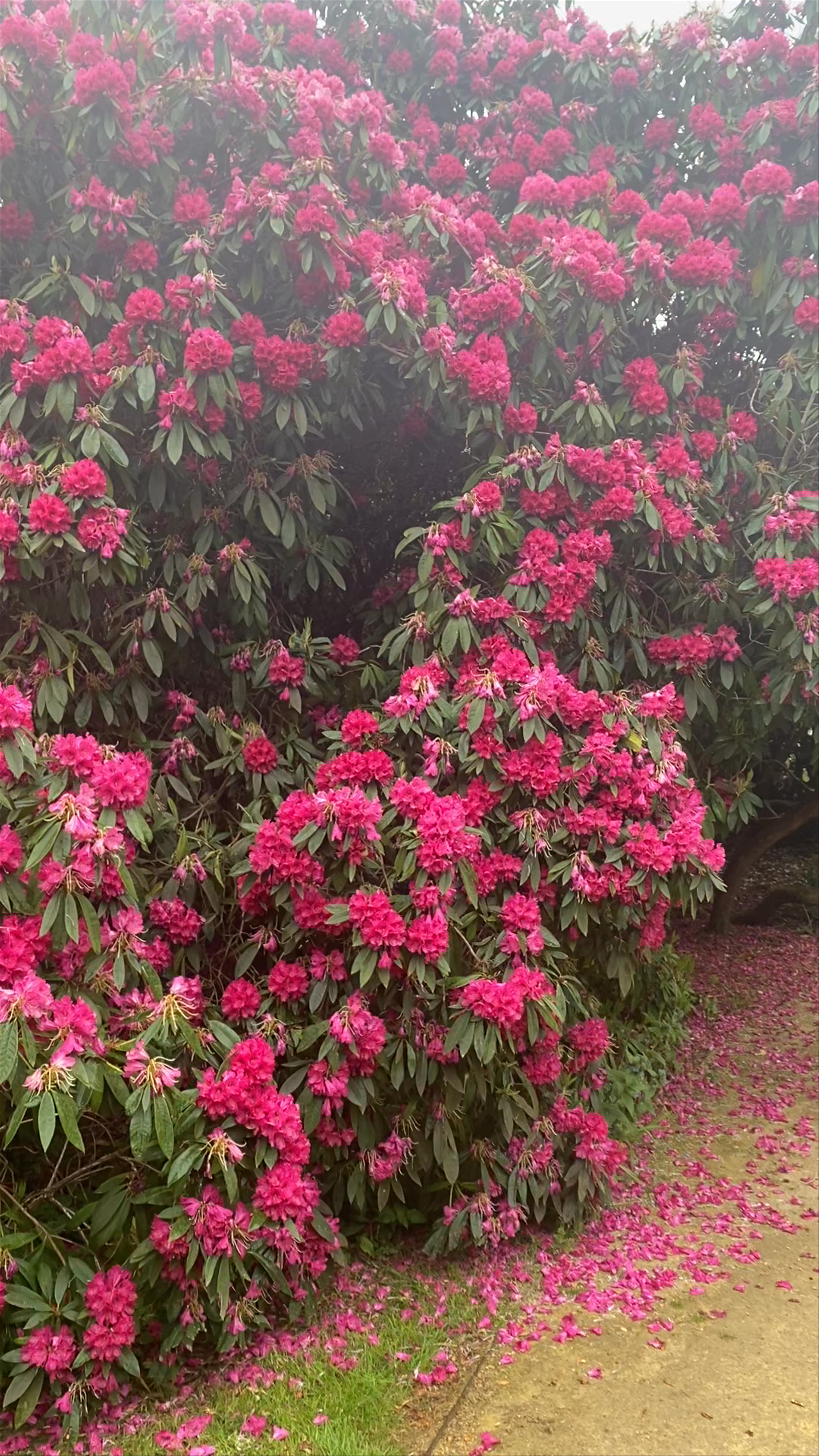 Riverhill Himalayan Gardens