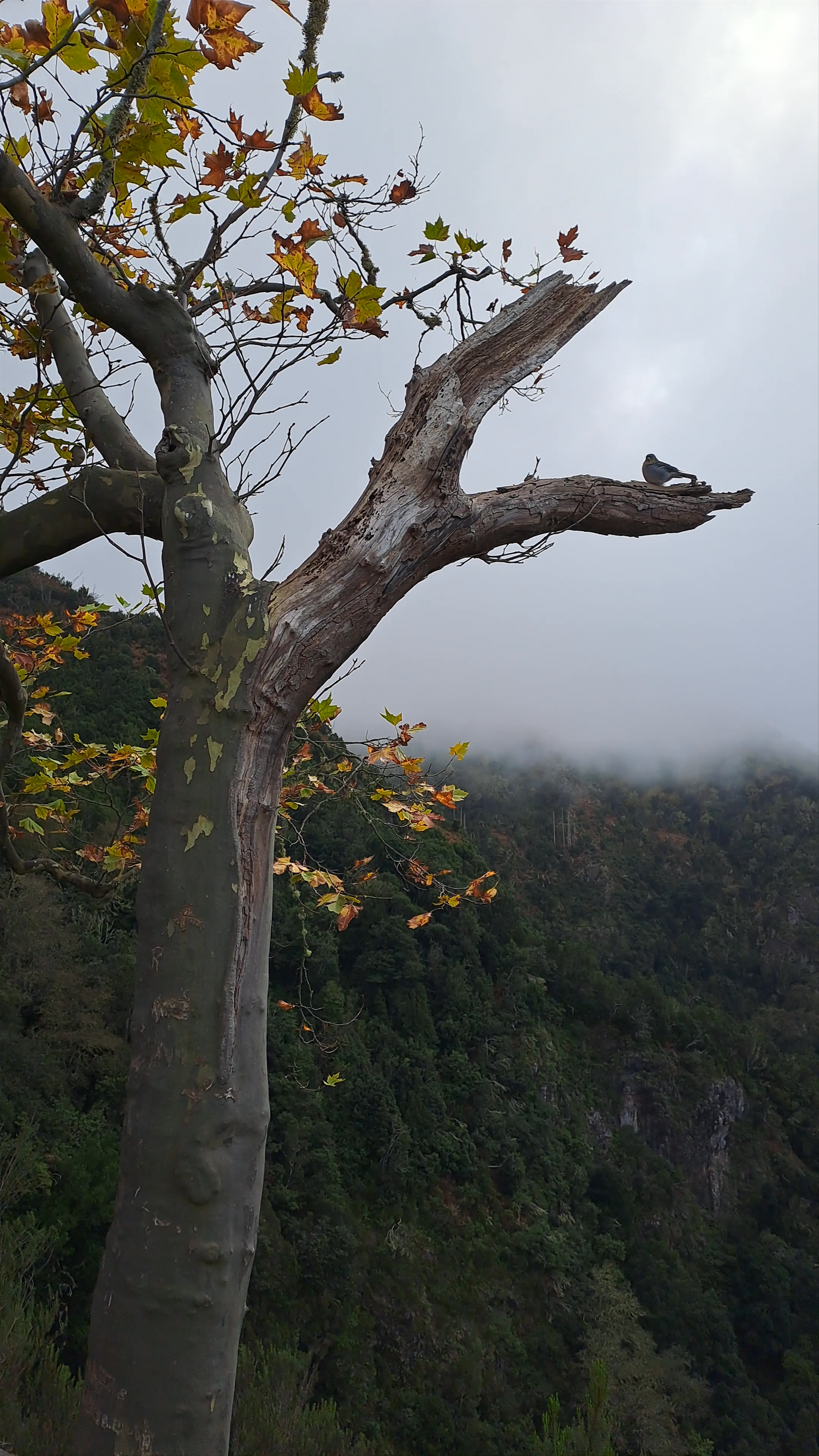 Miradouro dos Balcões: Misty Mountain Views in Ribeiro Frio, Madeira