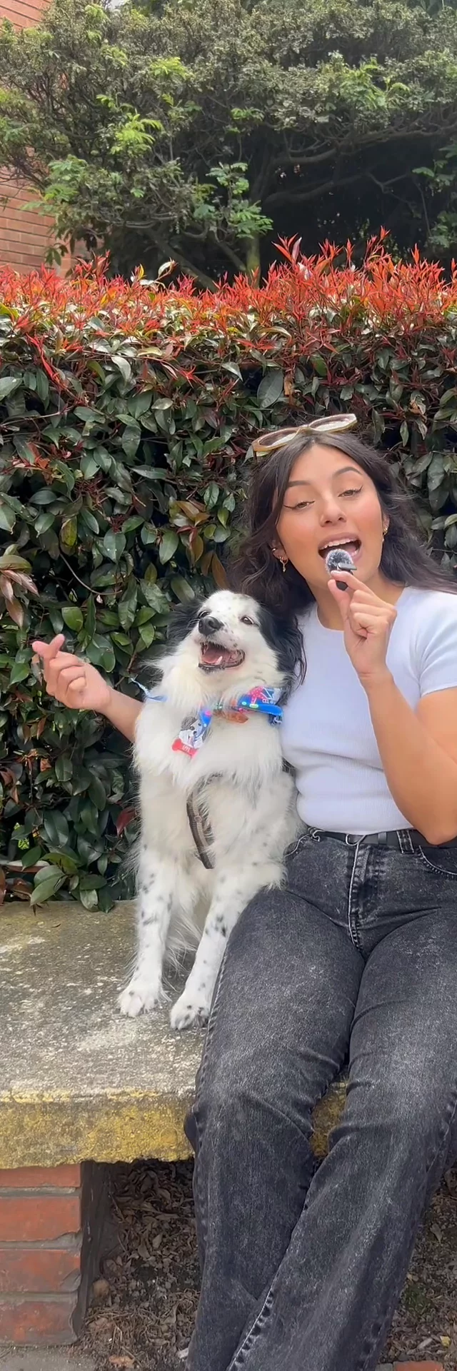 Video perrunos