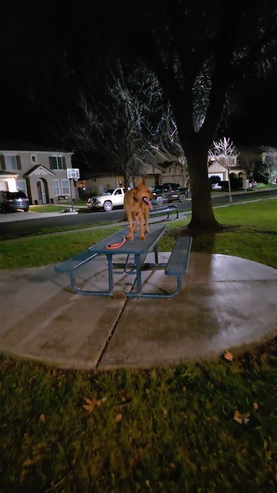 Level Up Canines - Stay in "Place" until I use the release word "okay" - Pet Training Near Me