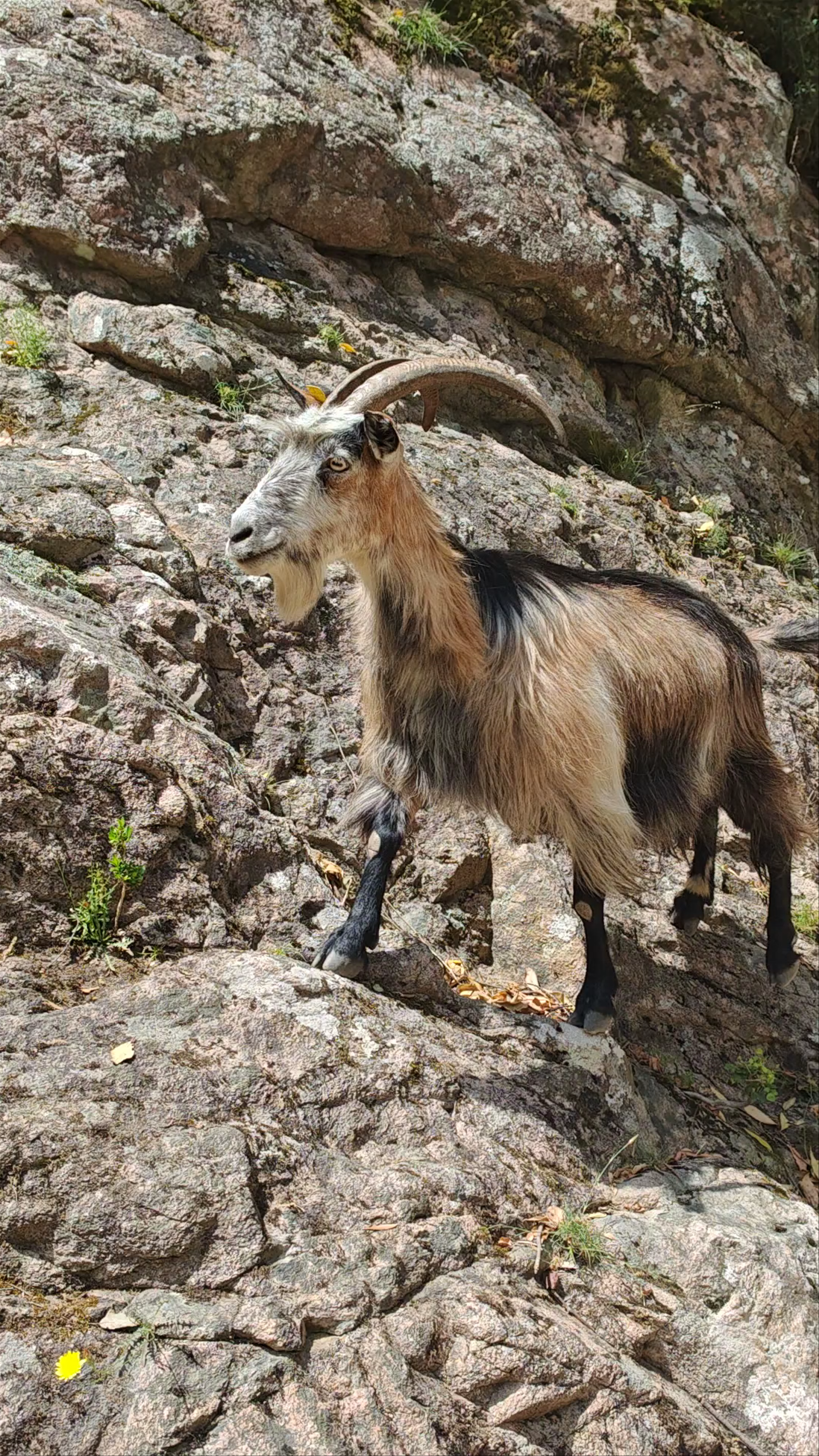 Gorges de la Spelunca