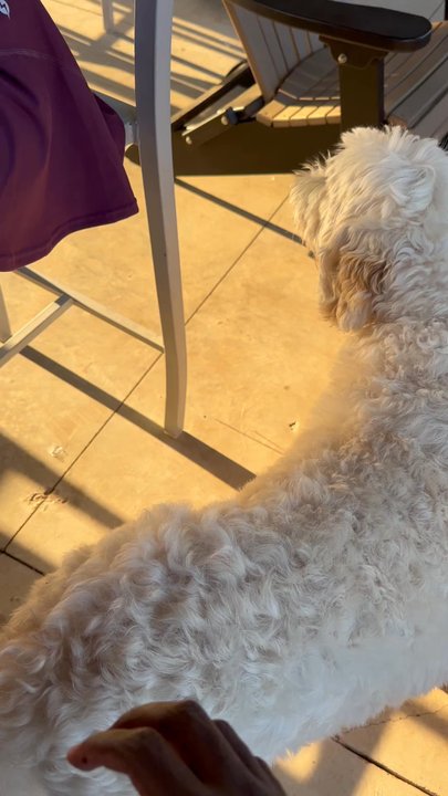 Lark Brewing - Dog petting - Breweries Near Me - Aldie, Virginia