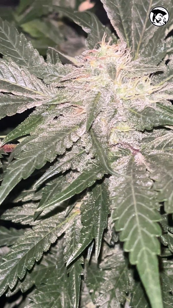 TROPICANA CHERRY x blue gelato 41 x Black Mazar