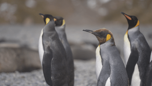 Antarctic fur seals and King Penguins animated gif