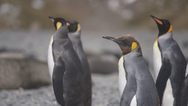 Antarctic fur seals and King Penguins poster