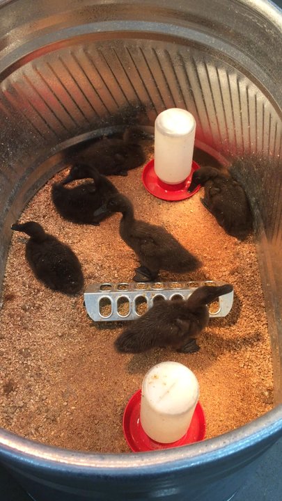 Olsen's Grain - No ugly ducklings here! These babies are looking for a good home! - Pet Stores Near Me - Flagstaff, Arizona