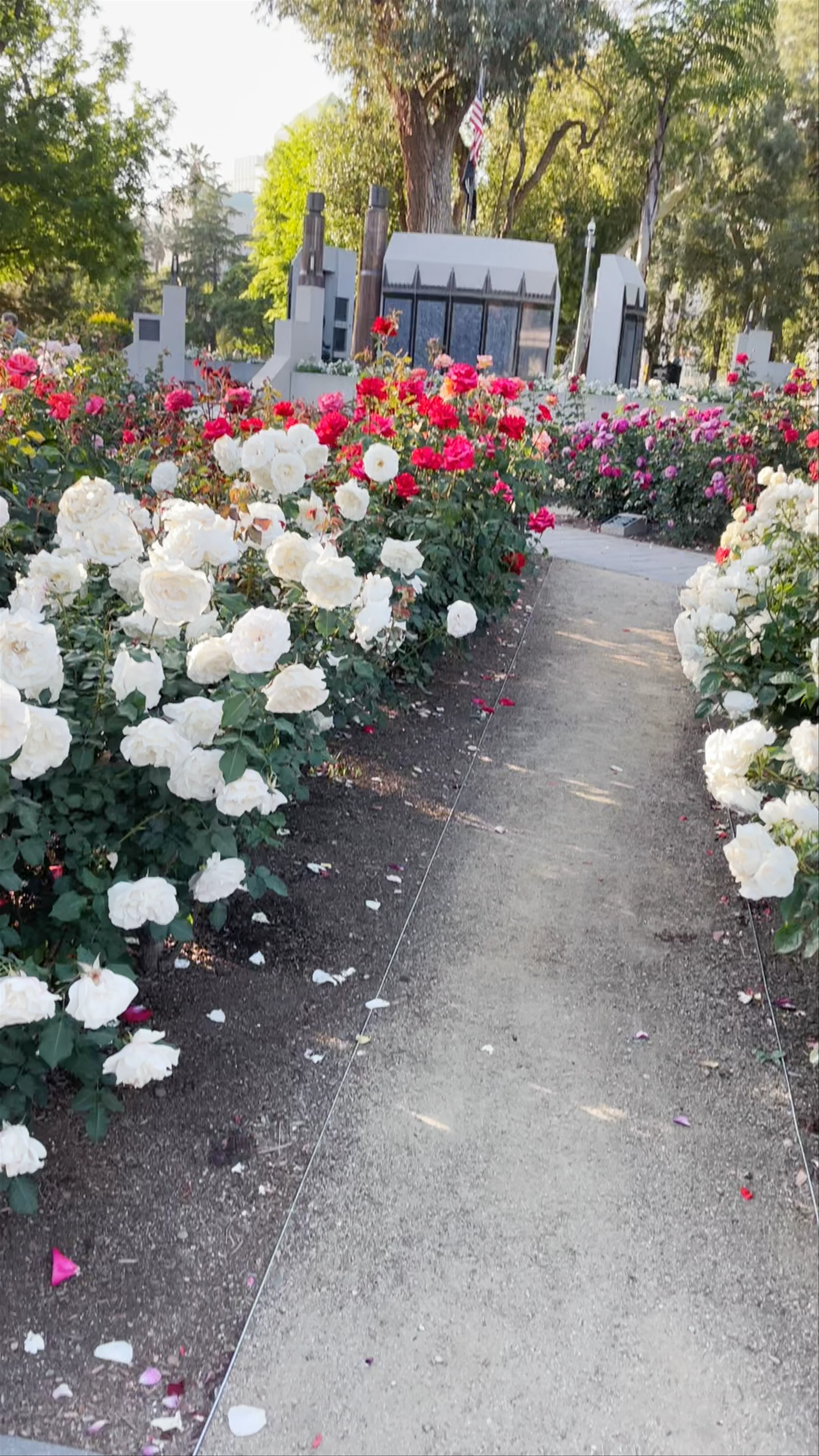 State Capitol Park - World Peace Rose Garden