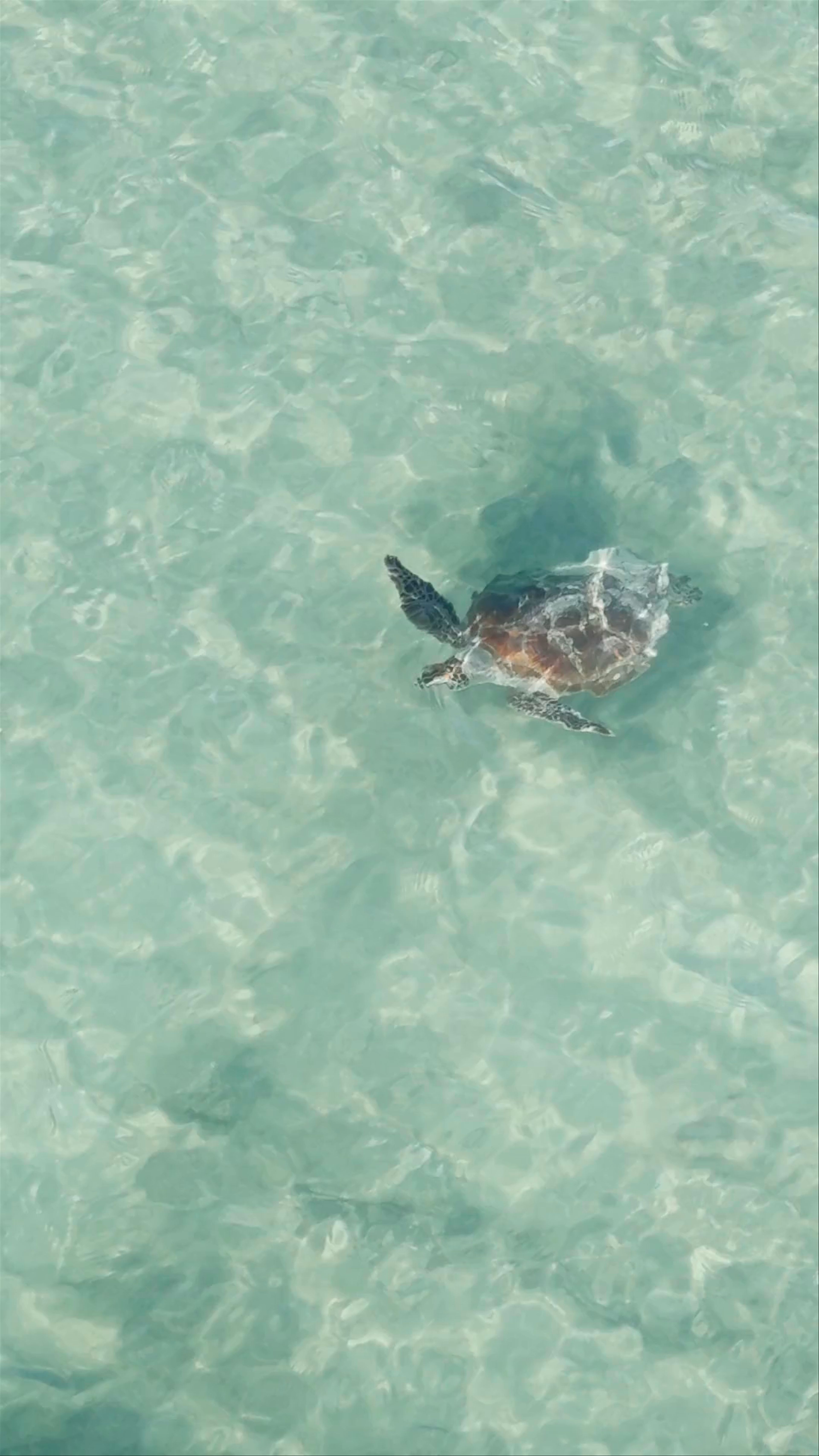 Croc Jetty Town Beach Jetty