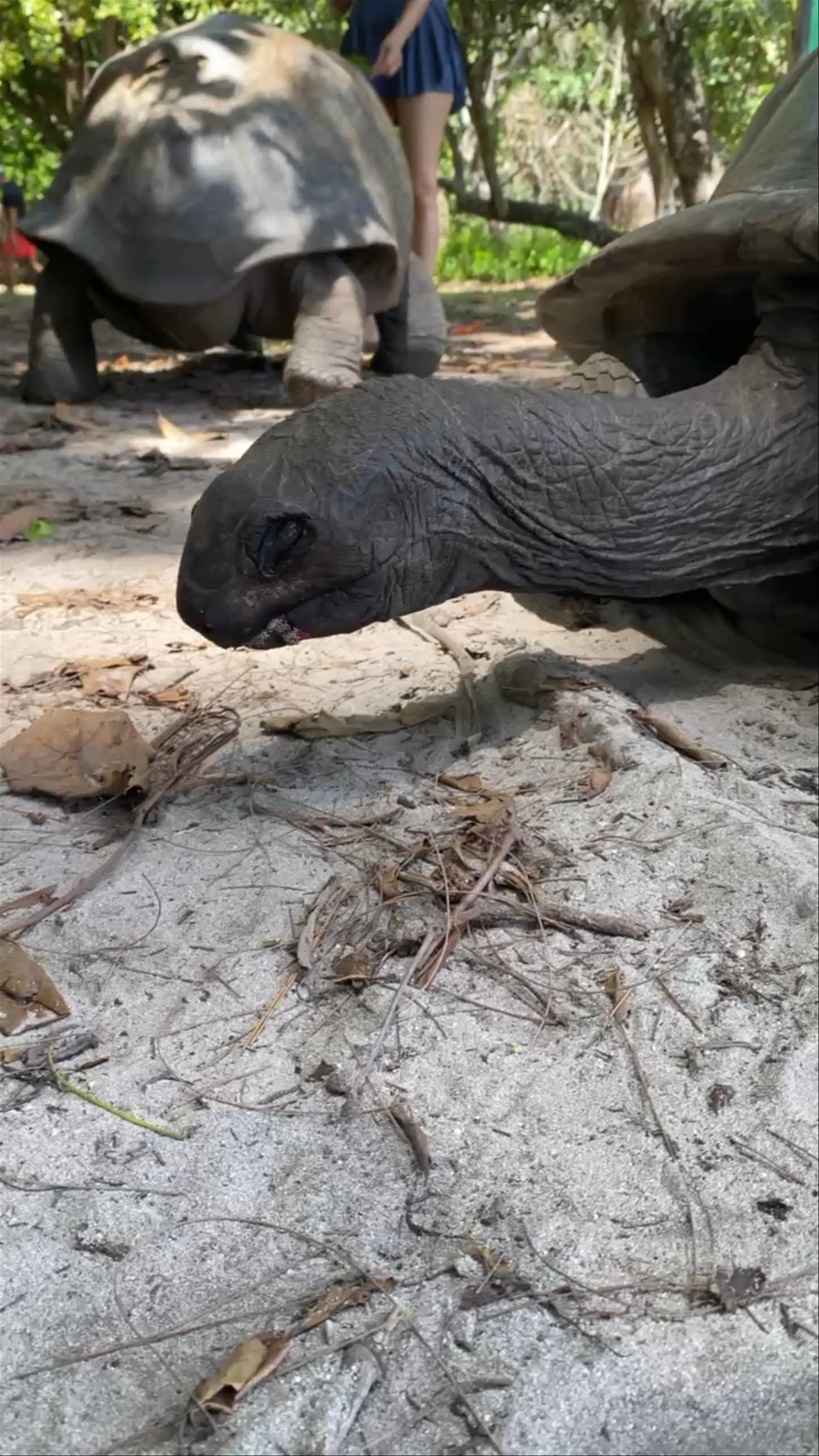 Sanctuaire des tortues