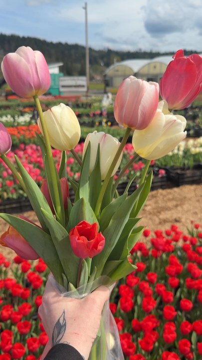Knutson Farms - Our bouquet - Farms Near Me - Sumner, Washington