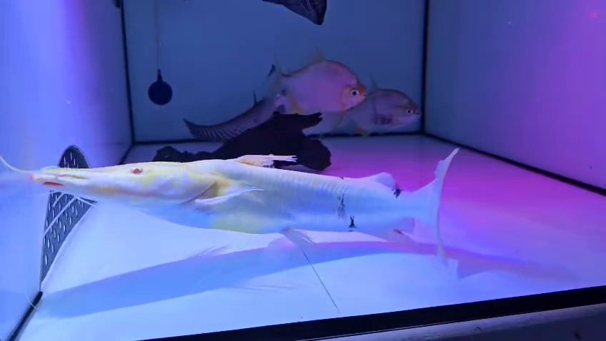 Tiger shovelnose catfish