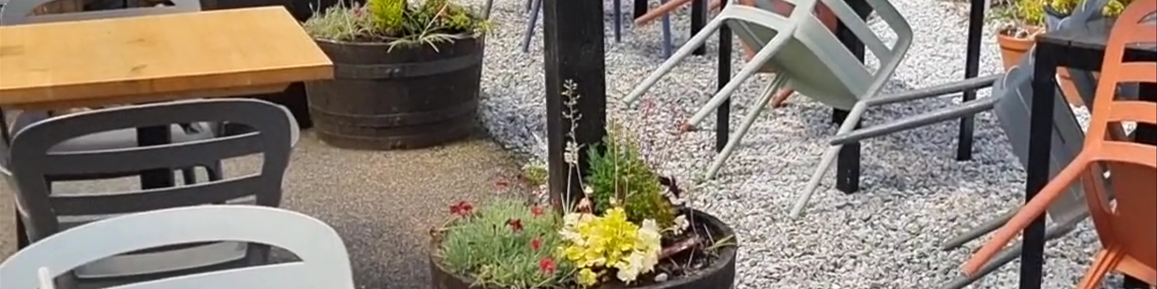 Poppies
