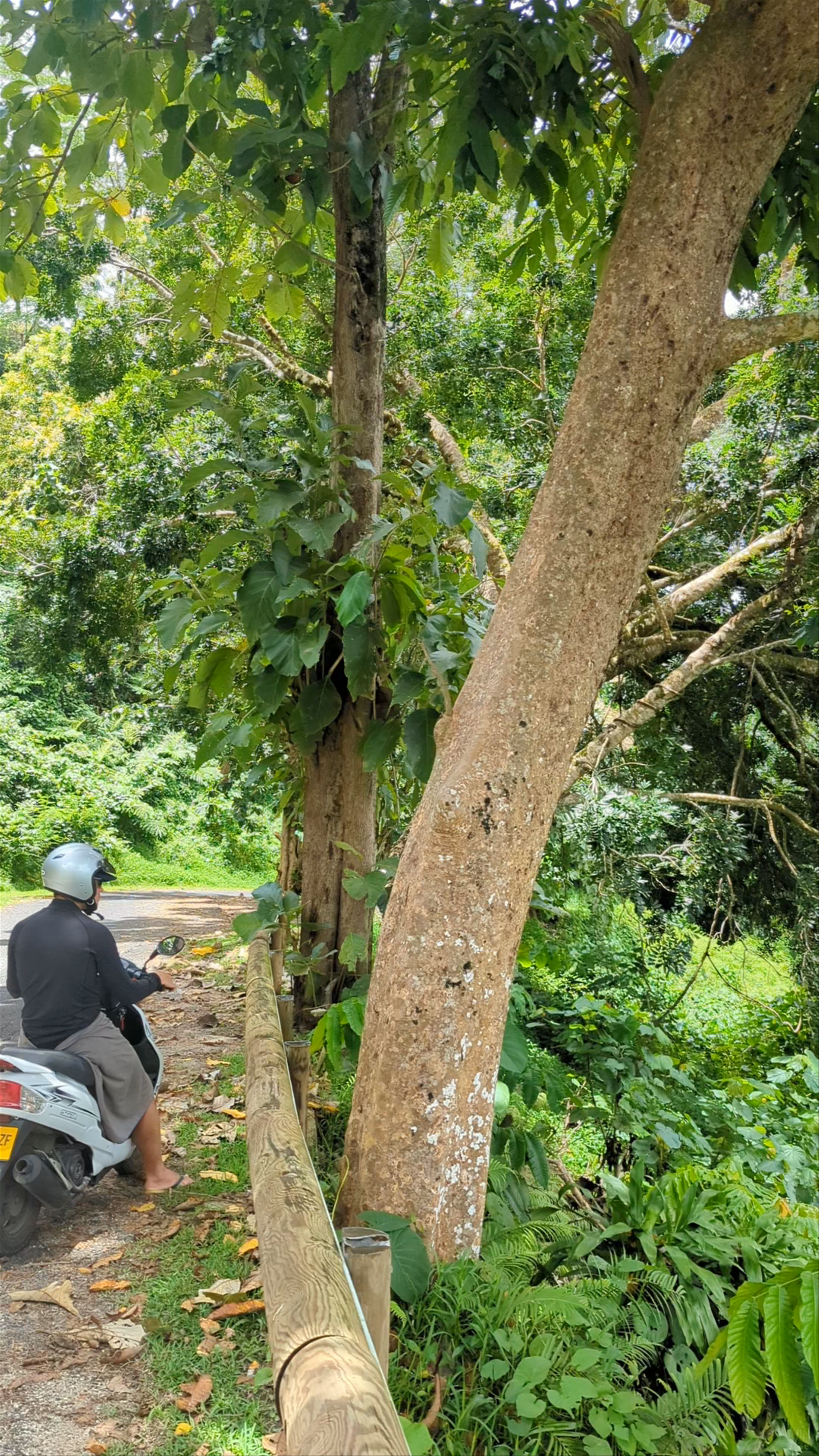 Panorama de Tefarerii