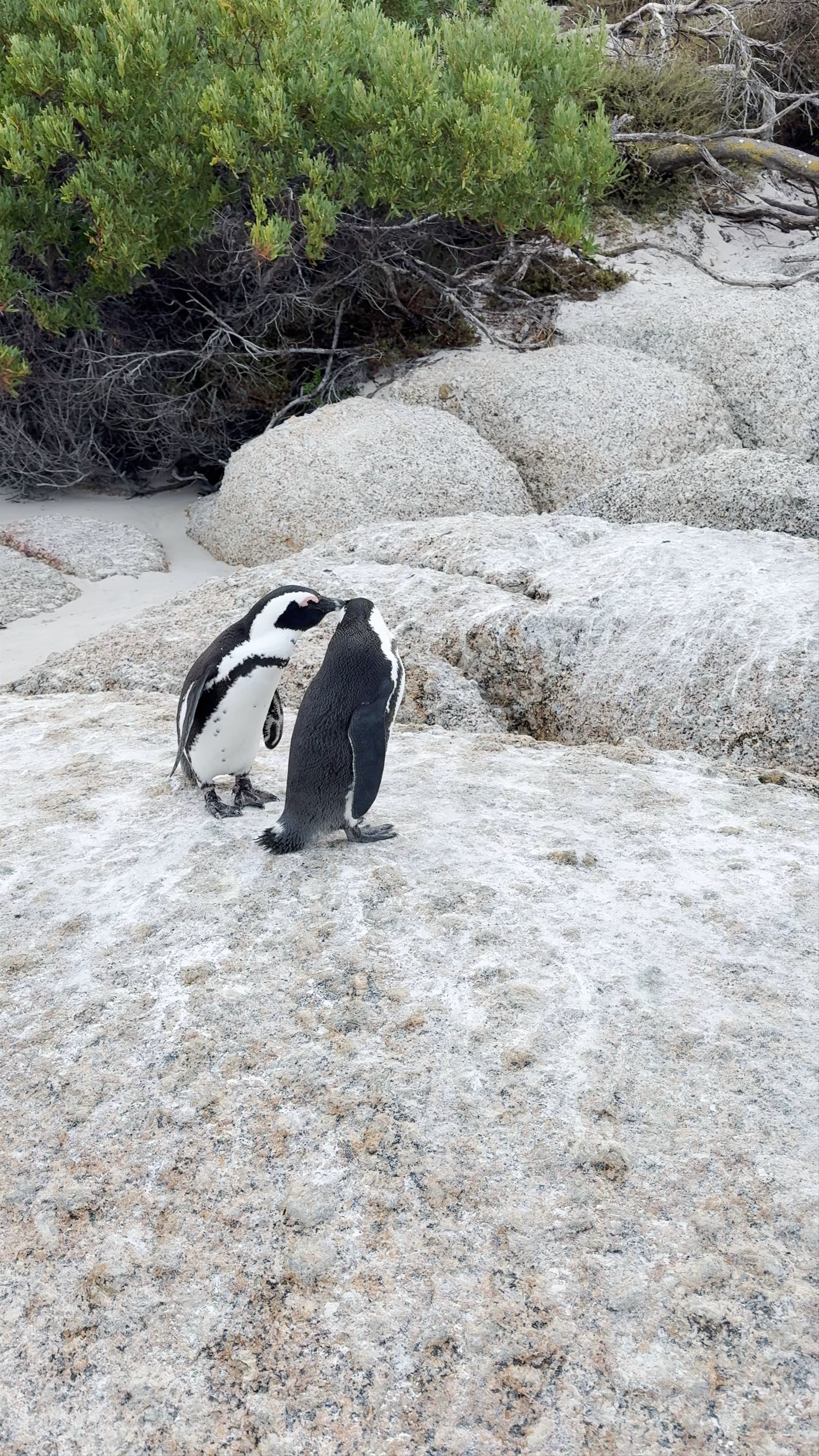 Boulders Beach