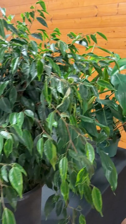 Green Air Botanicals - A quick view of what was on display on one side of the table. It was a full house. Bellissima! - Nurseries & Gardening Near Me - Fallbrook, California