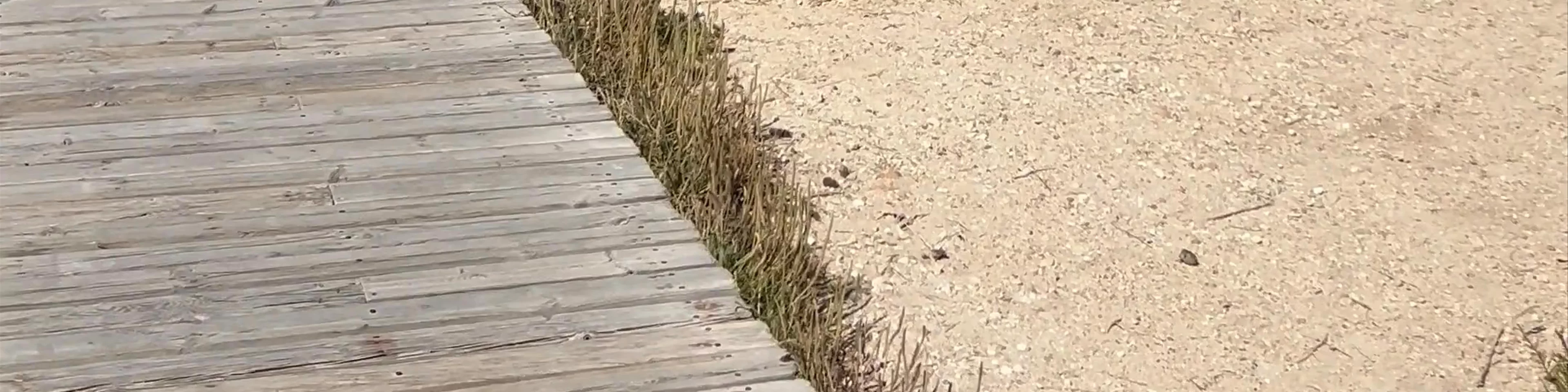 Parc Natural de ses Salines