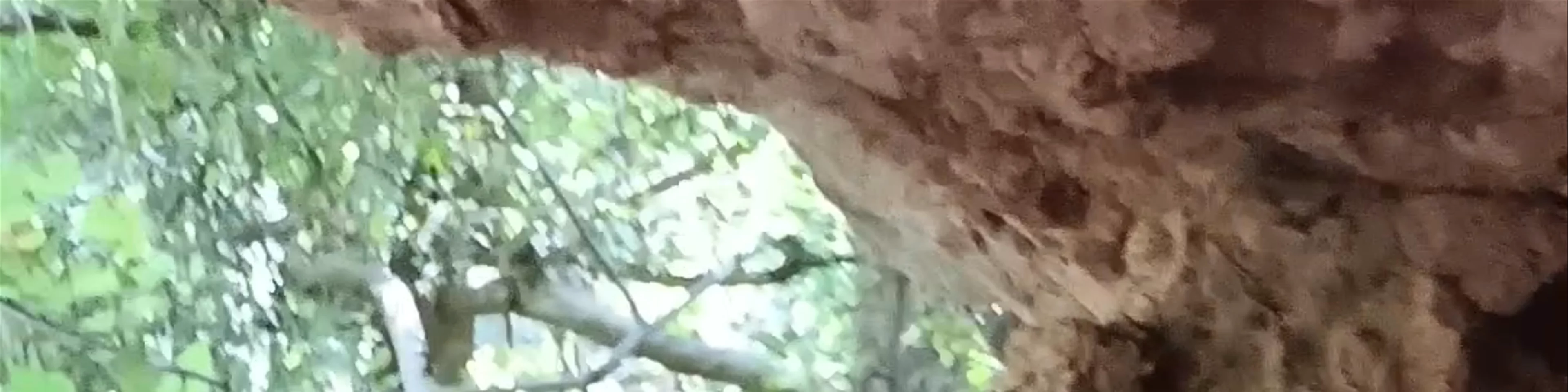 Charco Pataco