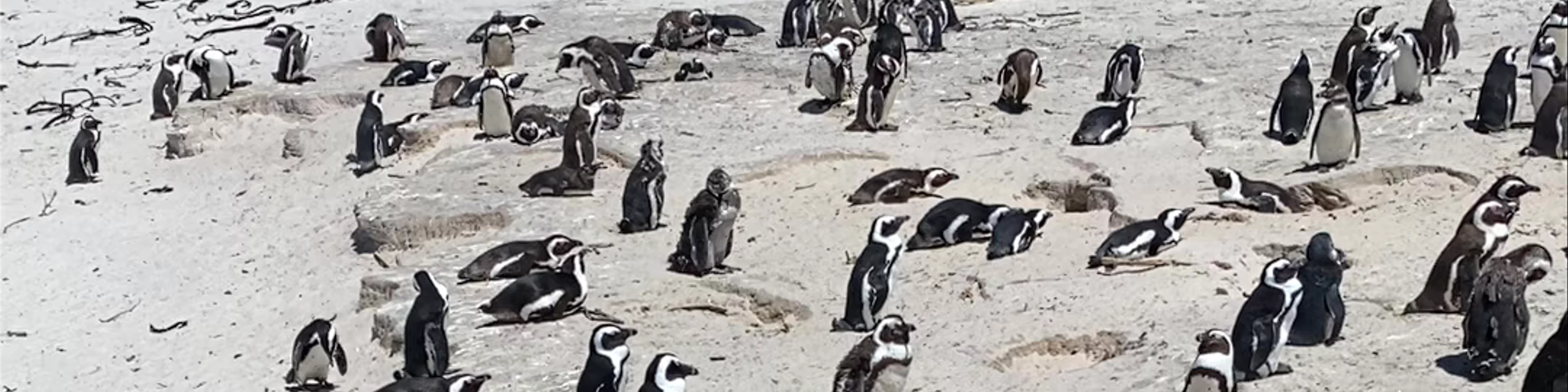 Boulders Penguin Colony