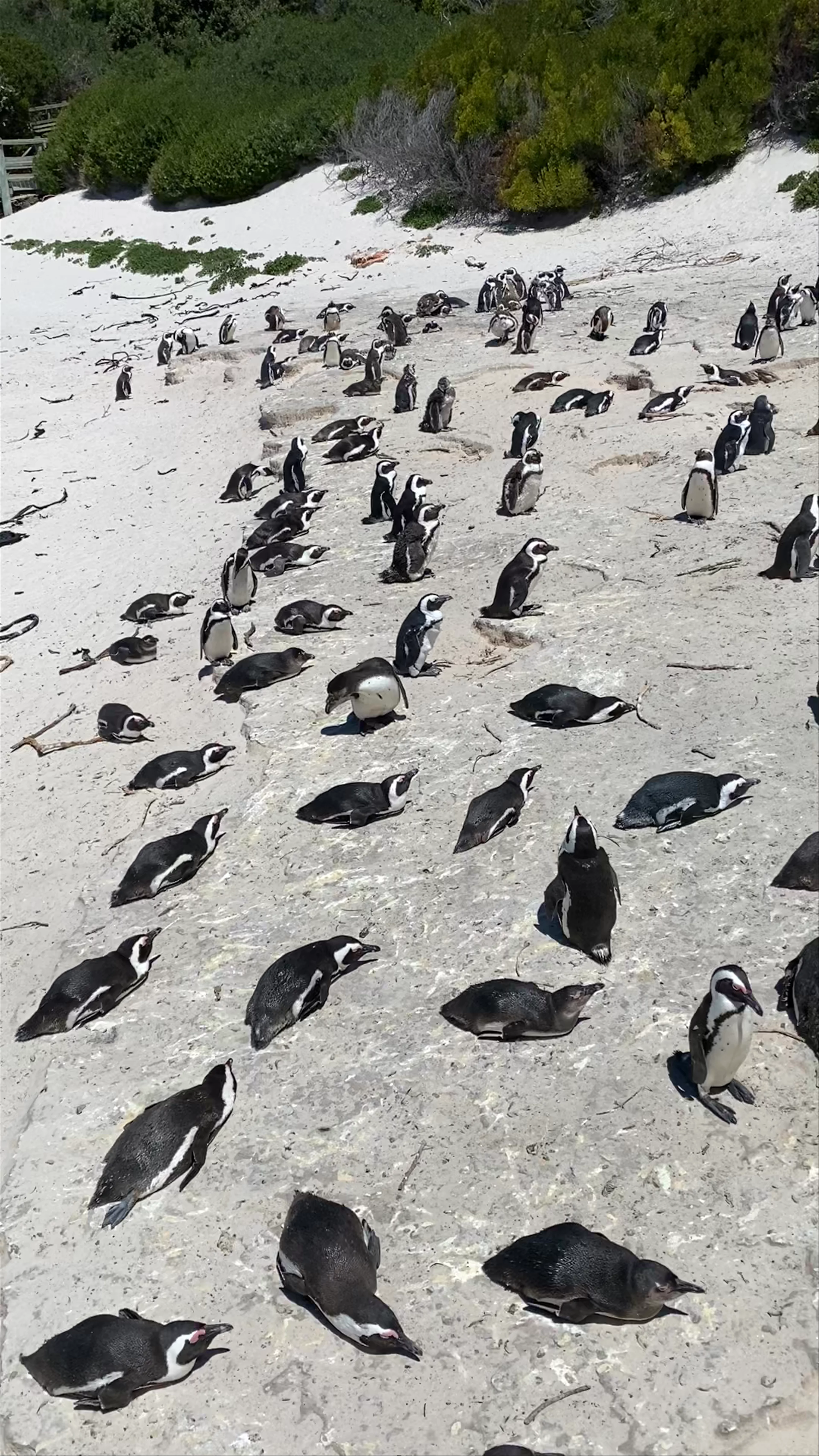 Boulders Penguin Colony, Secluse Avenue, Simon's Town, Cape Town, South Africa