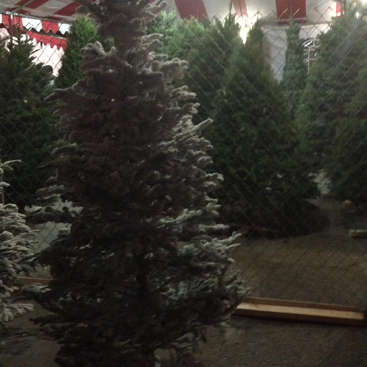 Salgado Tire Service - Awesome place to get a Christmas tree... Extremely fresh and very nice family running this tree lot !! - Tires Near Me - Pico Rivera, California