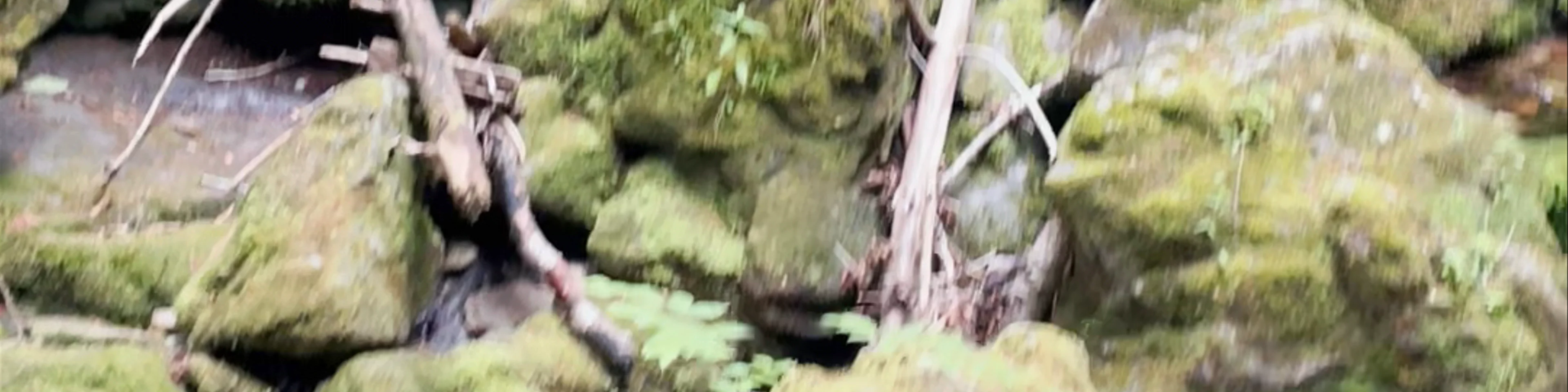 Dickson Falls Trailhead