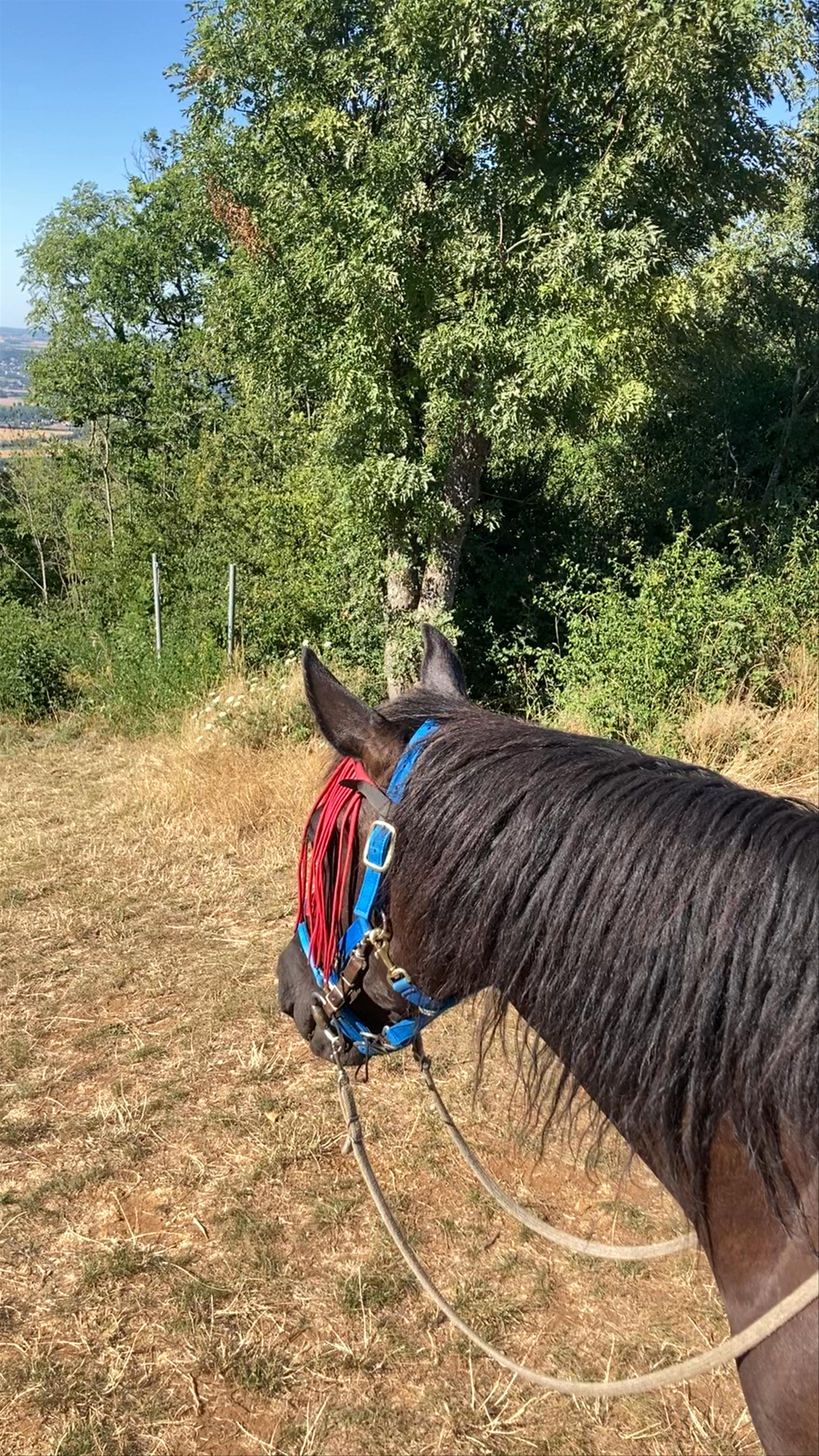 A CHEVAL RANDO LIBRE