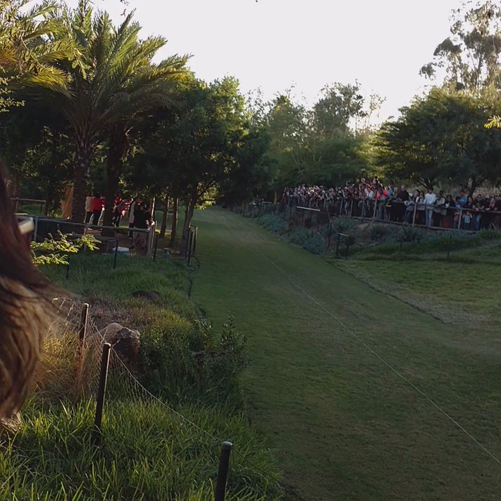Cheetah Run - Kids Activities Near Me - Escondido, California