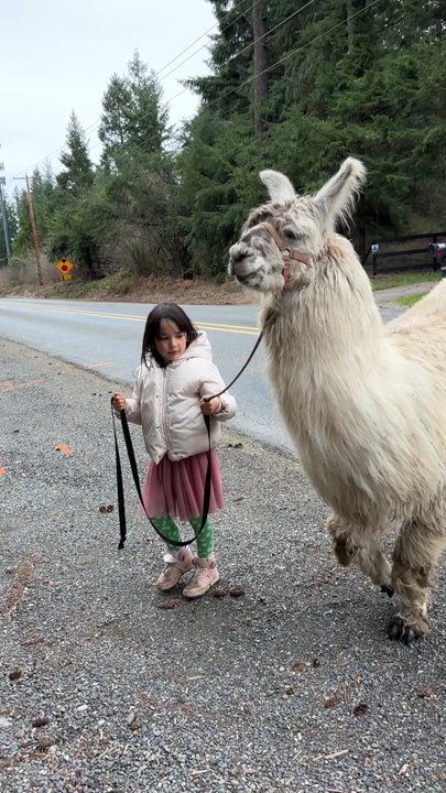 Topstall Farm - Doesn't get much better than this!  Buddies!! - Attraction Farms Near Me - Roy, Washington