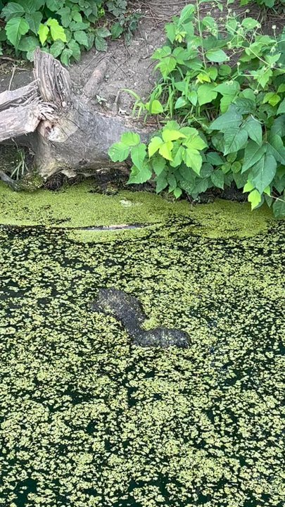 Antioch Park - Frog in the water - Parks Near Me - Merriam, Kansas