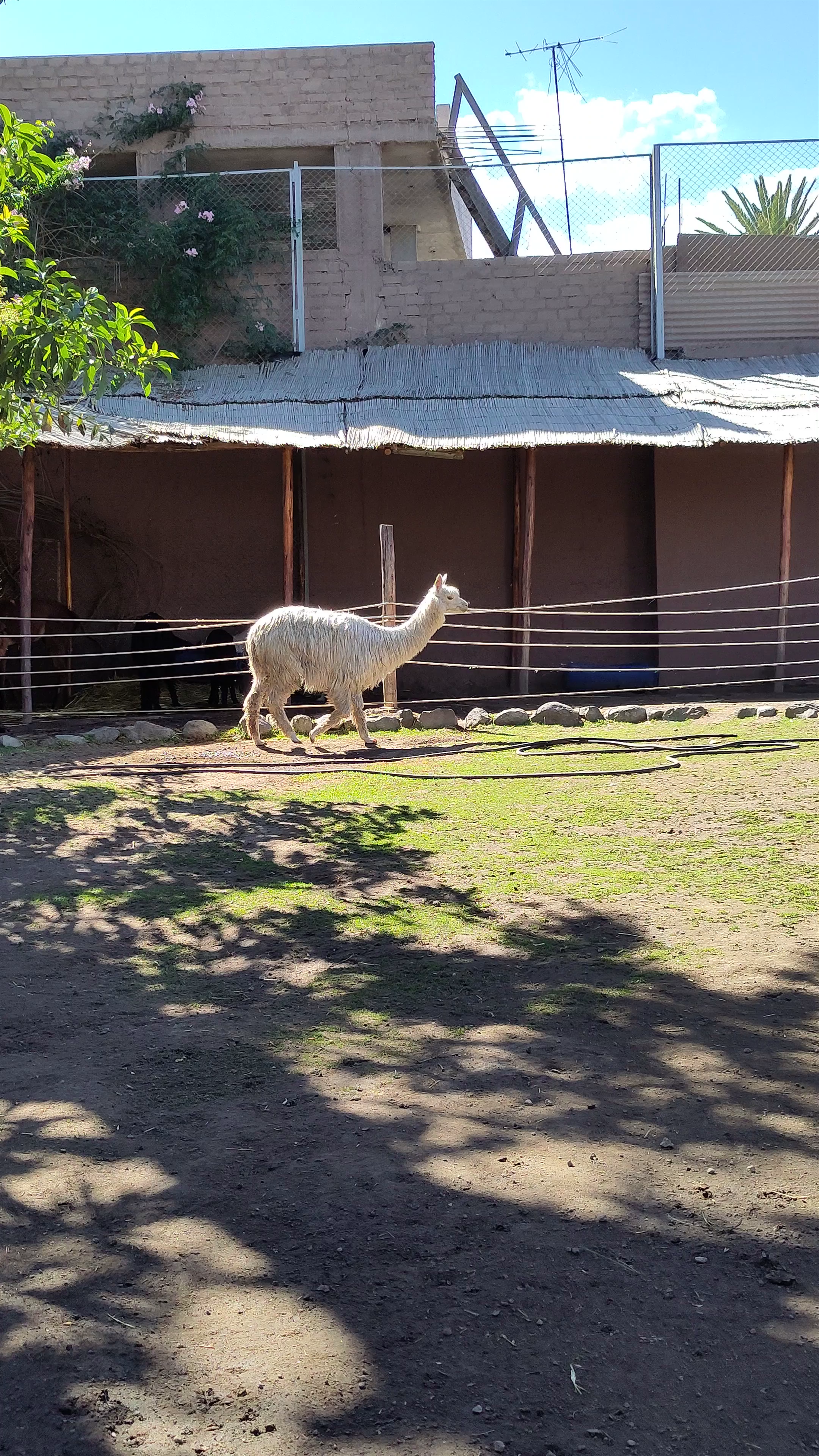 Mundo Alpaca