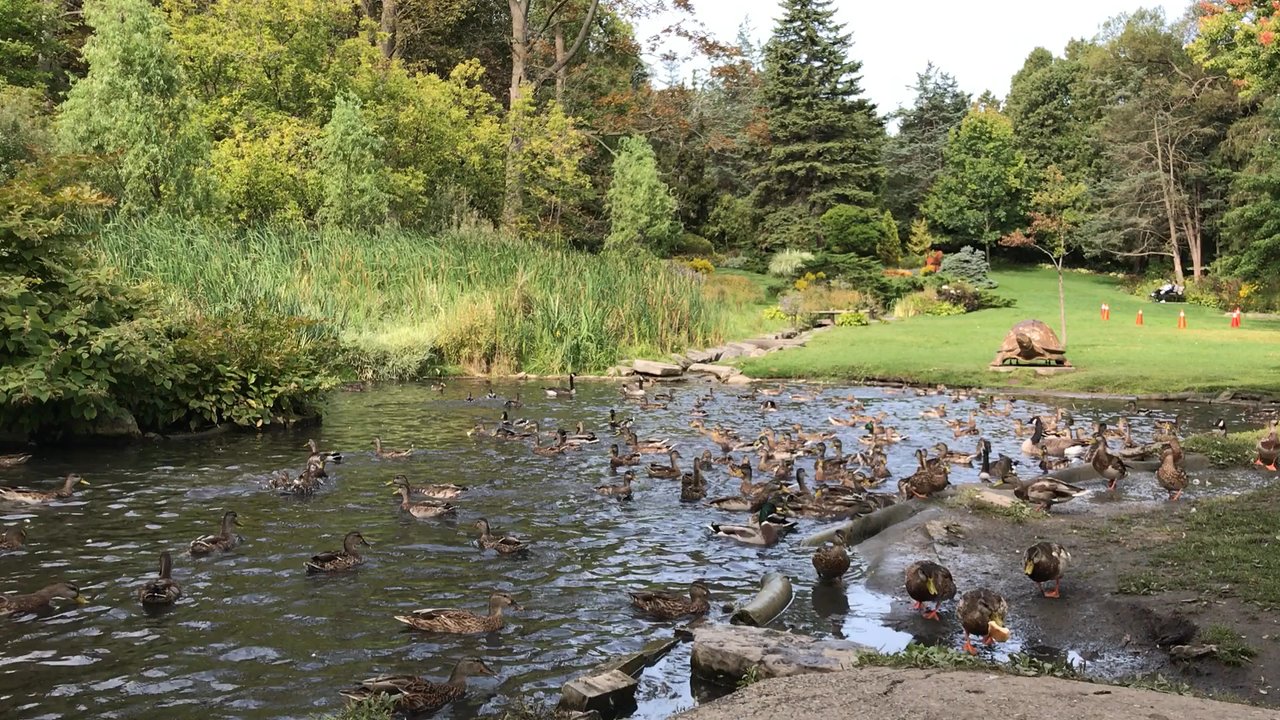 James Gardens - Parks Near Me - Toronto, Ontario