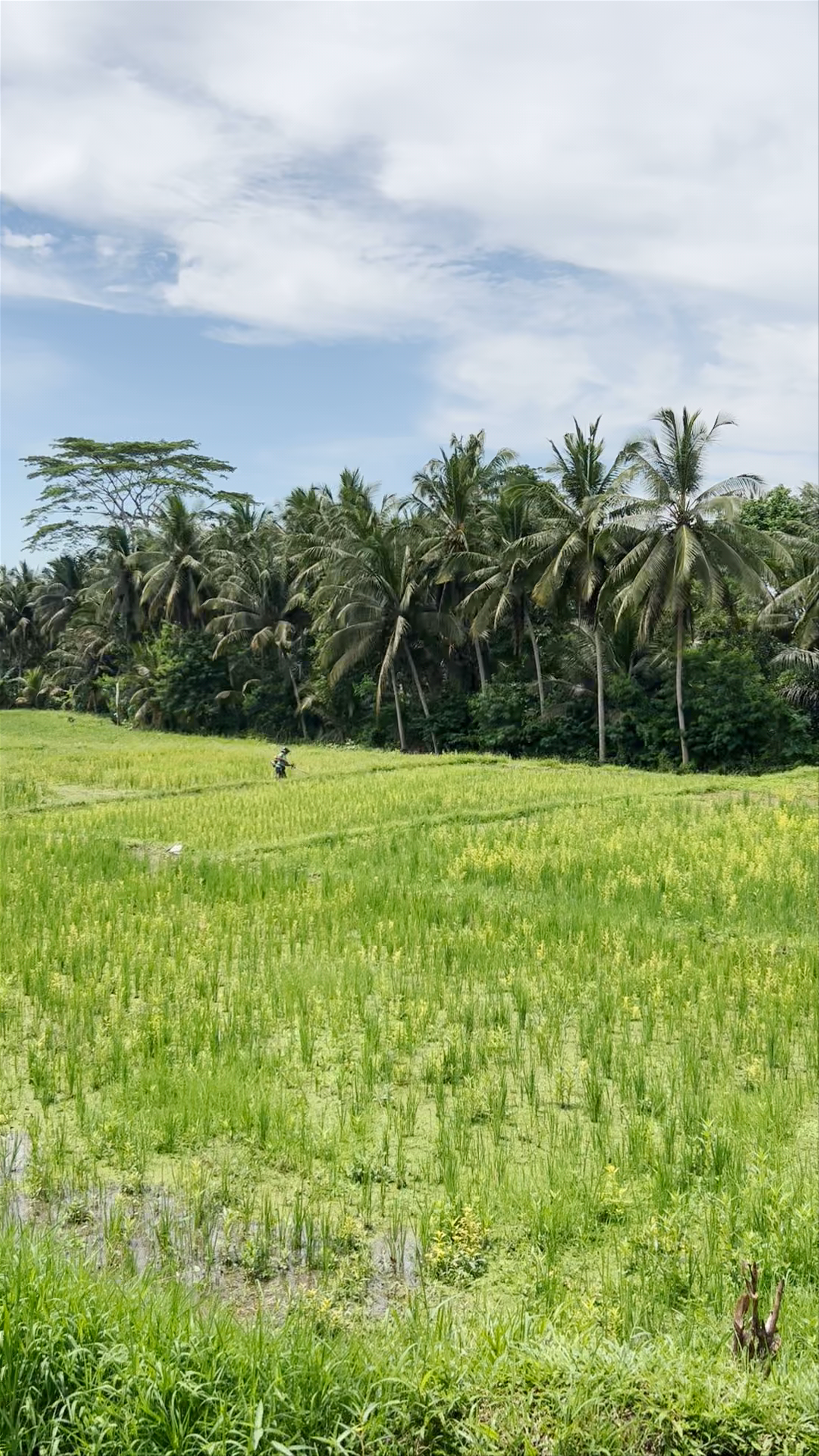 Kajeng Rice Field
