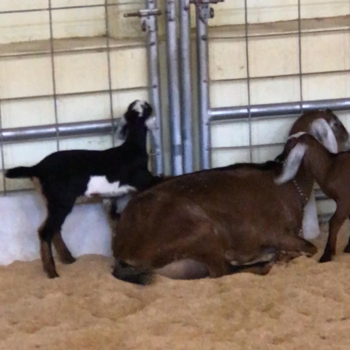 Imperial Valley Expo - mom. Mom. MOM! This is a day in the life of a parent. If it played longer BOTH babies were on the mom's back! - Venues & Event Spaces Near Me - Imperial, California